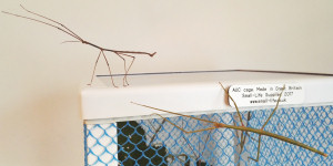 Thailand stick insects on AUC cage