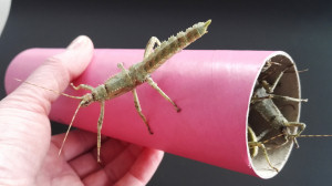 New Guinea stick insects in the Community Tube
