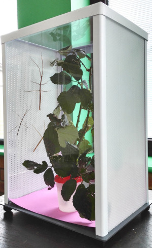 ELC cage with Thailand stick insects