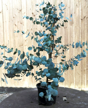 Potted Euclayptus gunnii