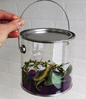 HUA Pot with caterpillar