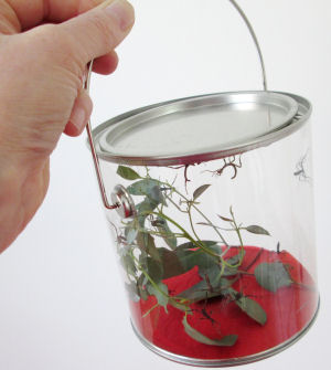 Baby Australian stick insects in HUA pot