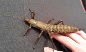 New Guinea stick insect adult female