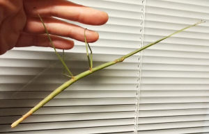 Adult New Thailand stick insect Adult New Thailand stick insect