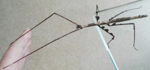 Adult North East Vietnamese stick insect