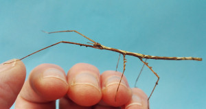 North East Vietnamese stick insect nymph