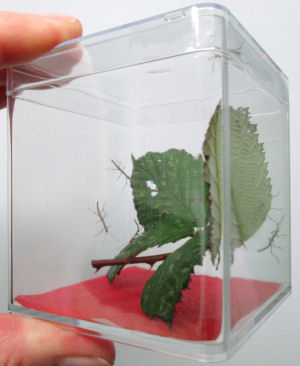 QBOX with hatchling stick insects