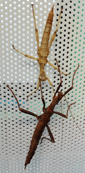 Shed skin and stick insect on mesh side of ELC cage