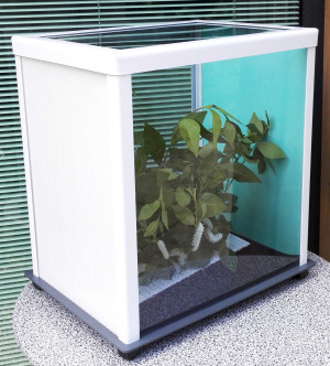 The TTQ cage for caterpillars