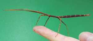Female brown Thailand stick insect adult