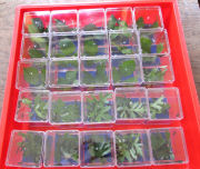 QBOX Tray holds 25 QBOXES