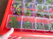 Strong plastic QBOX Tray