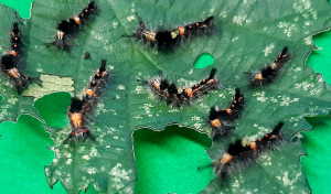British Vapourer caterpillars on a bramble leaf