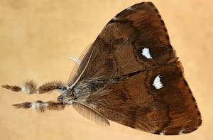 Adult male British Vapourer moth
