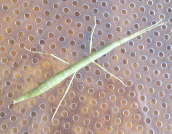 The Ventilation Grille isa good climbing surface for stick insects