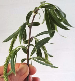 White willow leaves