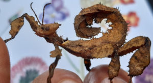 Young female Australian stick insect