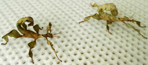 Two Australian Macleays Spectre stick insect nymphs Two Australian Macleays Spectre stick insect nymphs