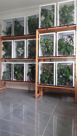 Small-Life Supplies breeding area Small-Life Supplies breeding area