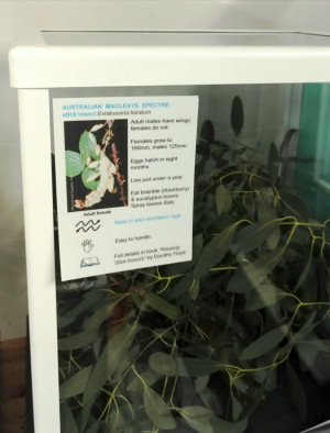 Australian stick insect collector card