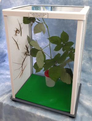ELC stick insect cage