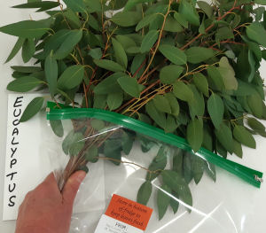 Food for stick insects Food for stick insects