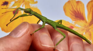 Female Grenadan Green Bean stick insect