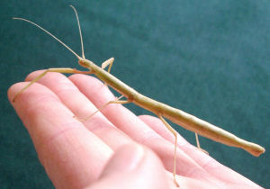 Indian stick insect