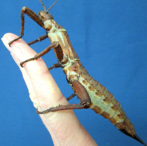 Fat female New Guinea stick insect