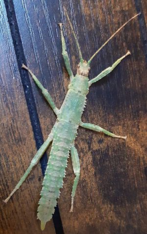 Green New Guinea nymph