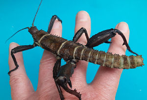 Adult male New Guinea stick insect