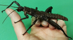 Adult male New Guinea stick insect