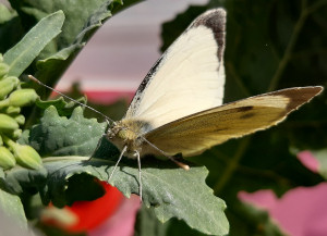Large White butterfly