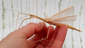 Fully grown adult Pink Winged stick insect Fully grown adult Pink Winged stick insect