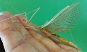 Wings of the Pink Winged stick insect Wings of the Pink Winged stick insect
