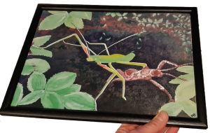 Framed print of Indian and News Guinea stick insects