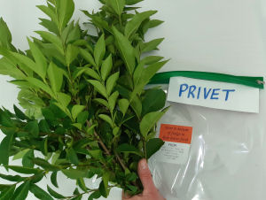Food for stick insects Food for stick insects