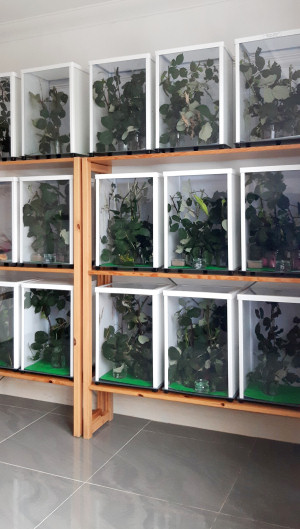Stick Insect Cages at Small-Life Supplies