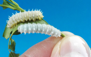 Two Indian Eri caterpillars Two Indian Eri caterpillars