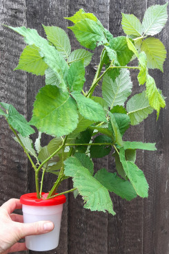 Sprig Pot full of bramble leaves
