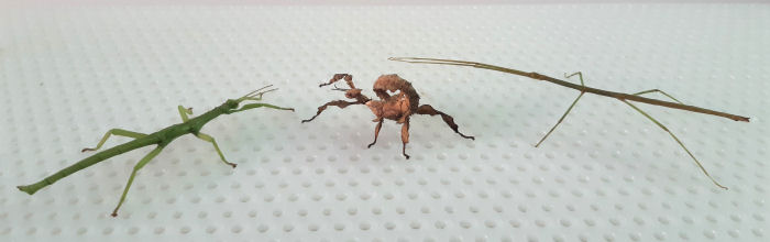 Green Bean, Macleays and Thailand stick insects Picture of stick insects for sale