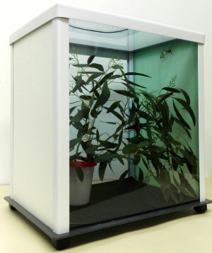 TTQ cage with insects inside TTQ cage with insects inside