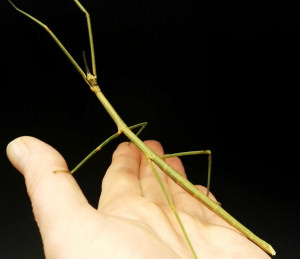 Adult female Thailand stick insect Adult female Thailand stick insect