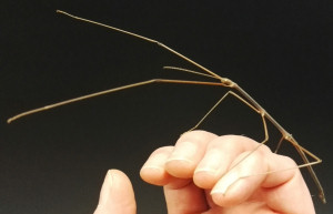 Adult male Thailand stick insect Adult male Thailand stick insect